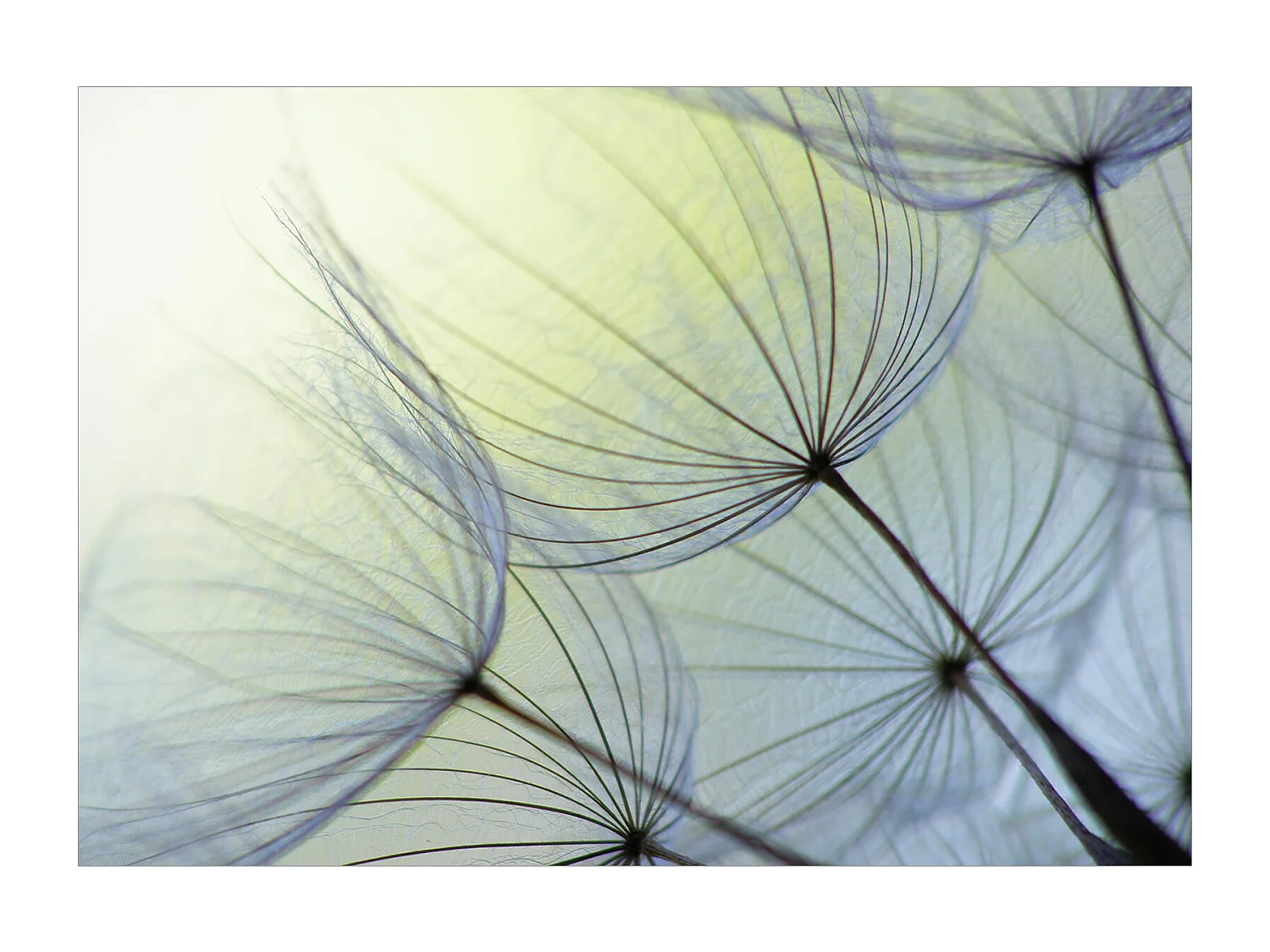 Fotomurale adesivo - Natural Lightness - 245x175