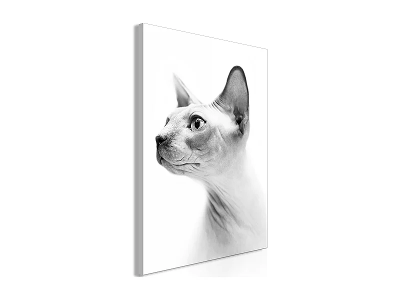 Quadro - Hairless Cat (1 Part) Vertical - 60x90