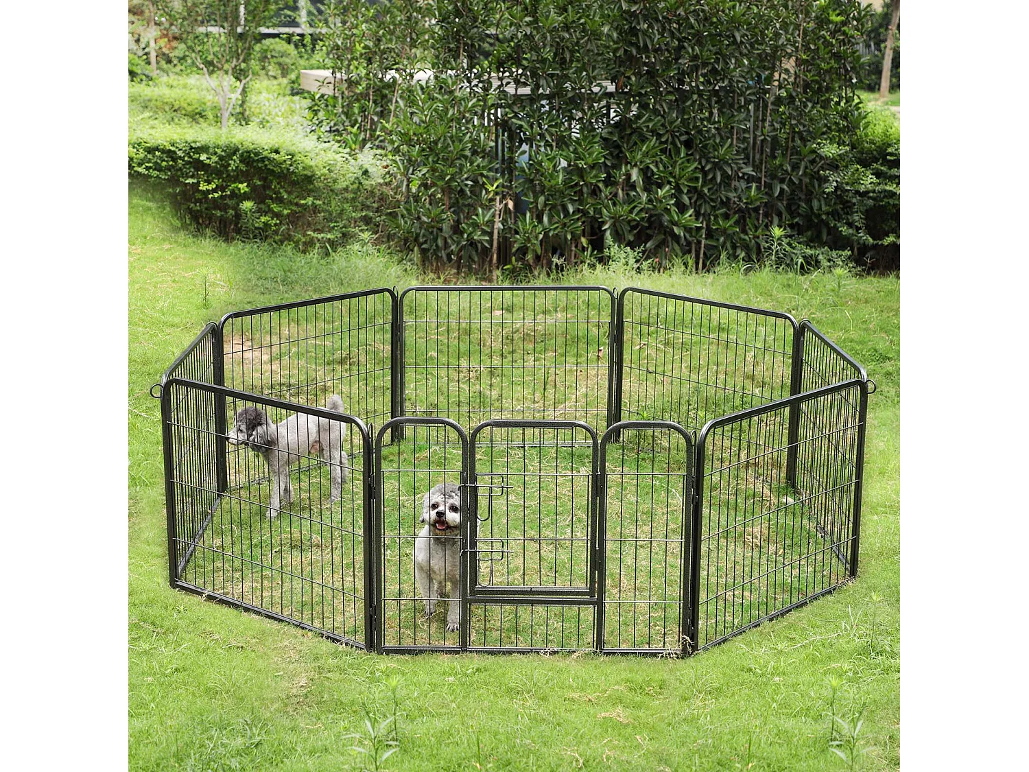 Welpenauslauf San Francisco