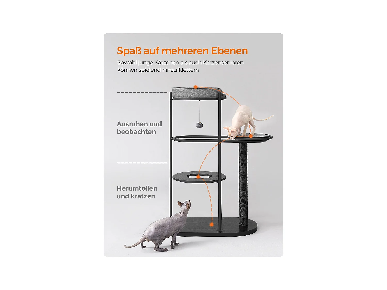 Katzenbaum Antanandava