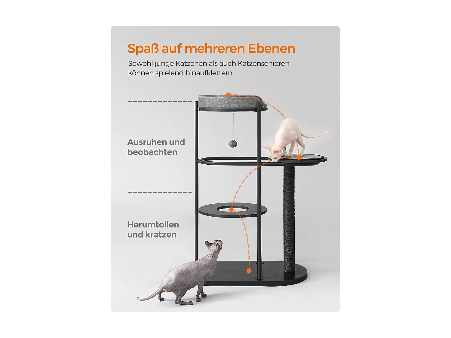 Katzenbaum Antanandava