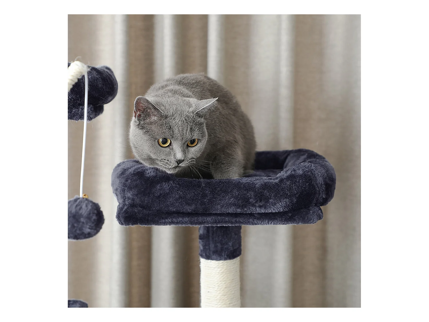 Kratzbaum San Bartolo