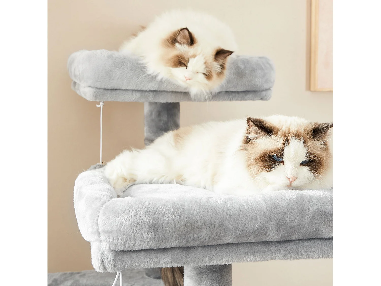 Arbre à chat Ganapavaram