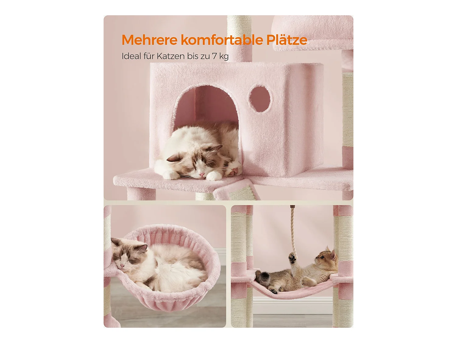 Katzenbaum Mandritsara