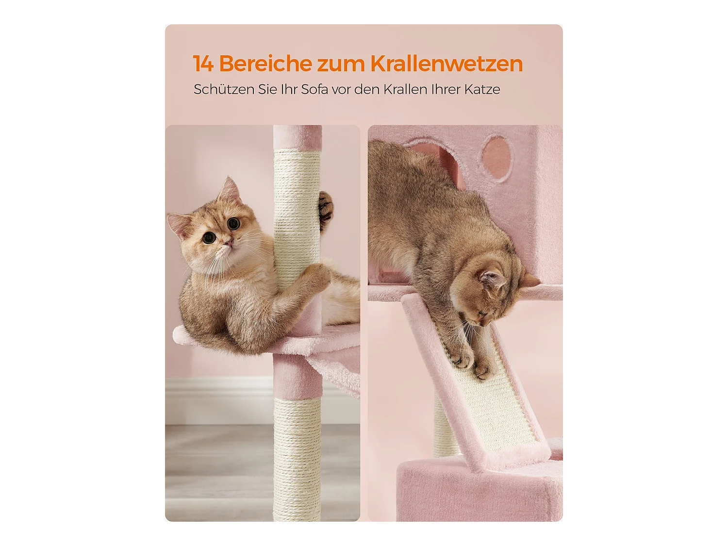 Katzenbaum Mandritsara