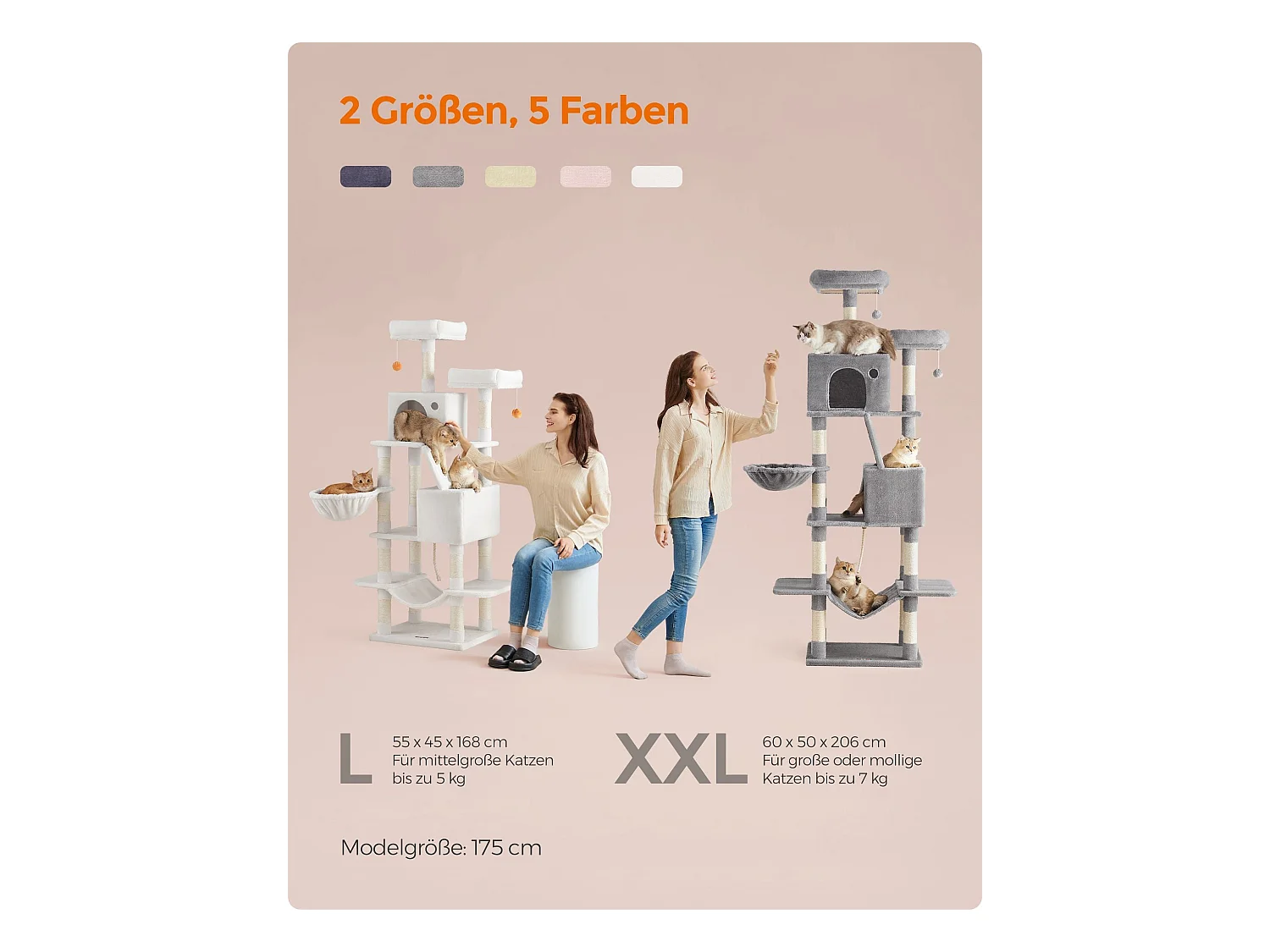 Katzenbaum Mandritsara