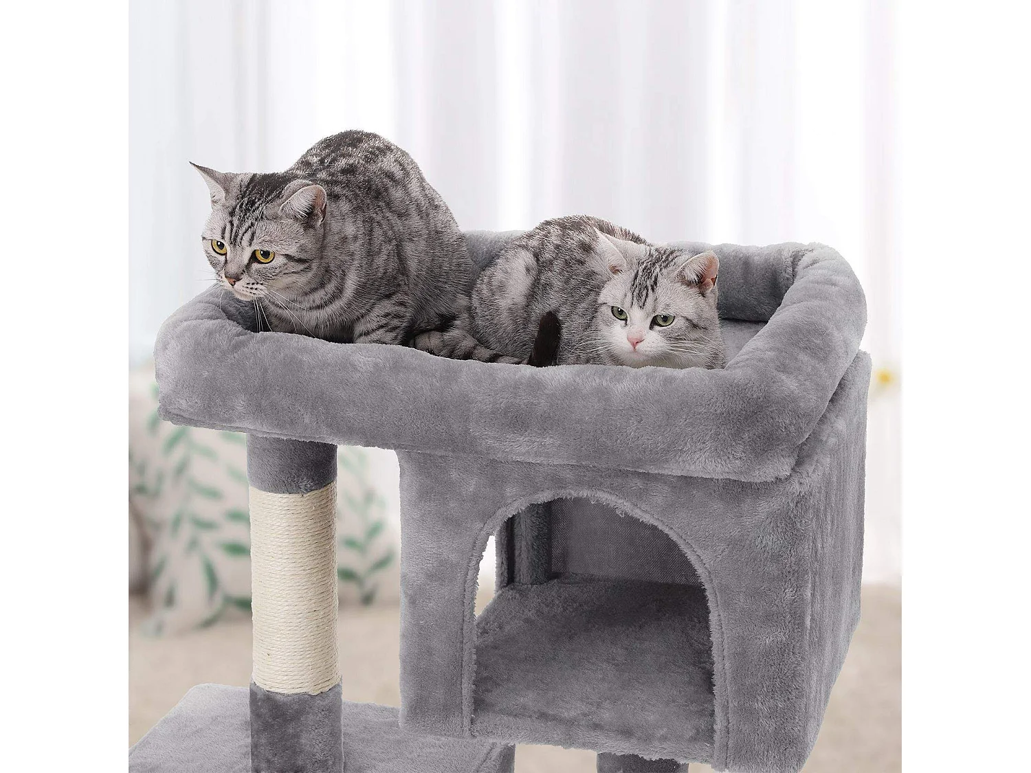 Katzenbaum Neunkirchen