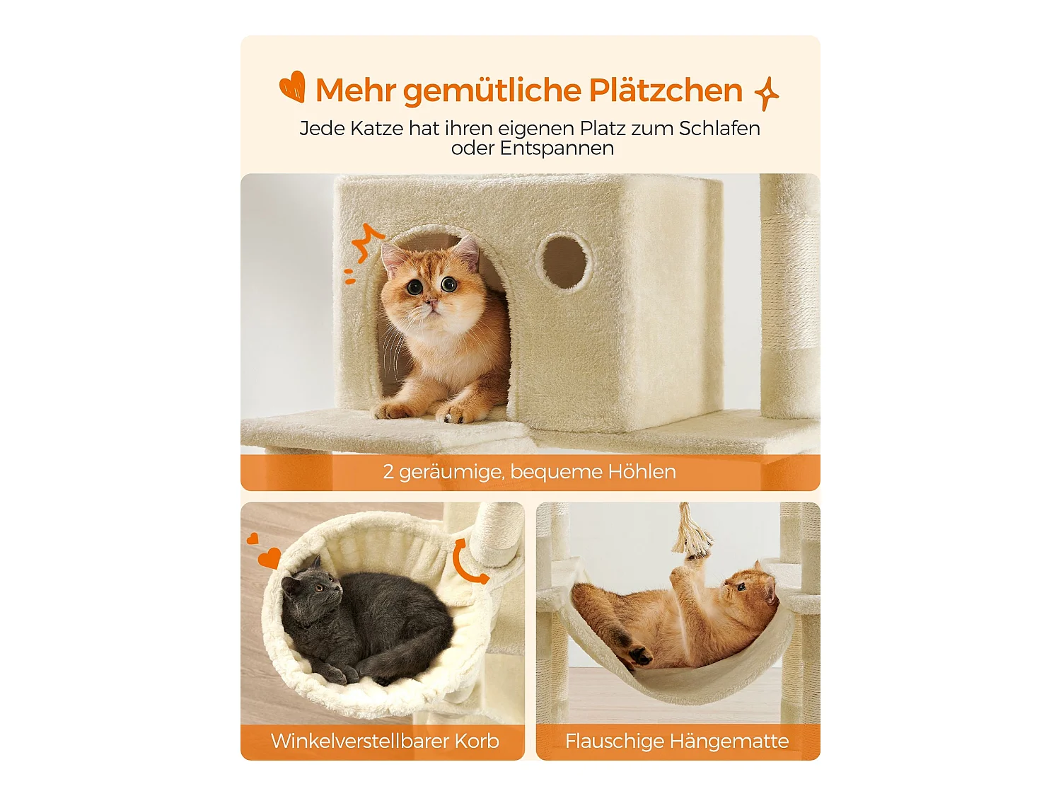 Katzenbaum Mandritsara