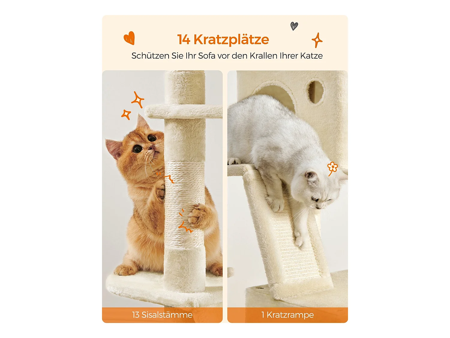 Katzenbaum Mandritsara