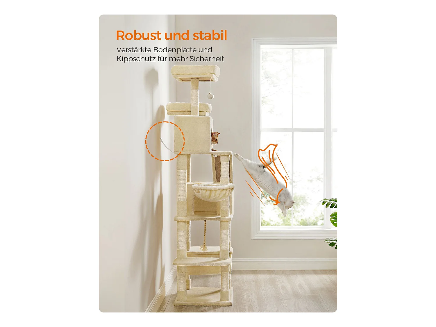 Katzenbaum Mandritsara