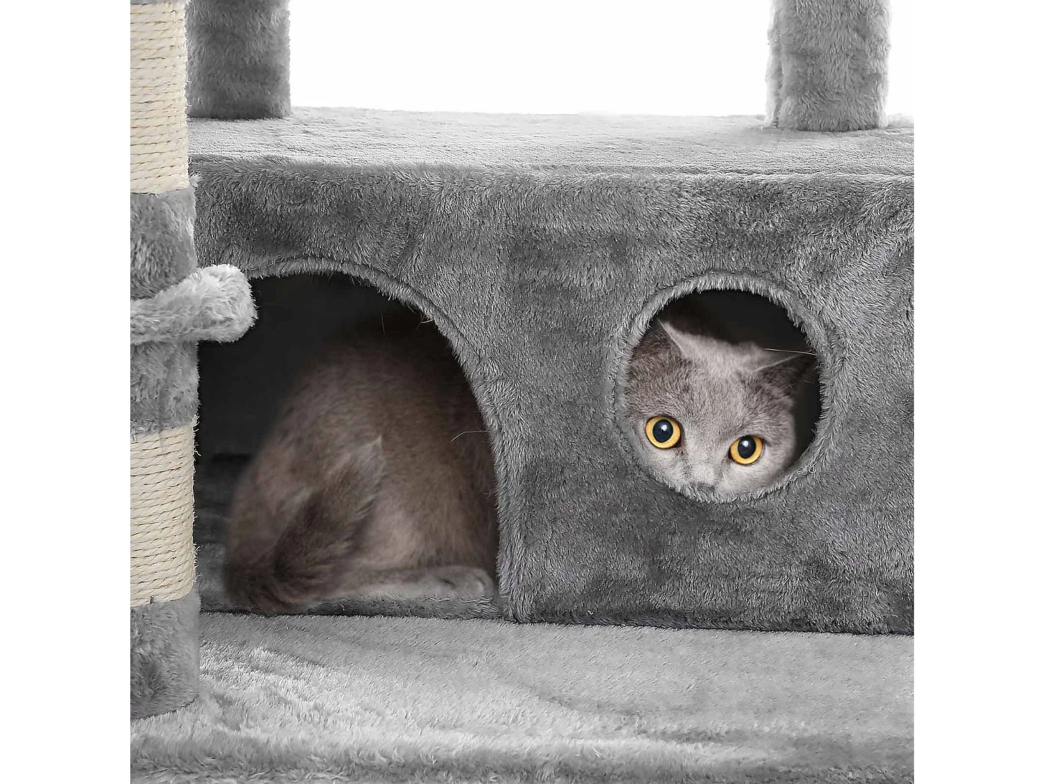 Katzenbaum Neunkirchen