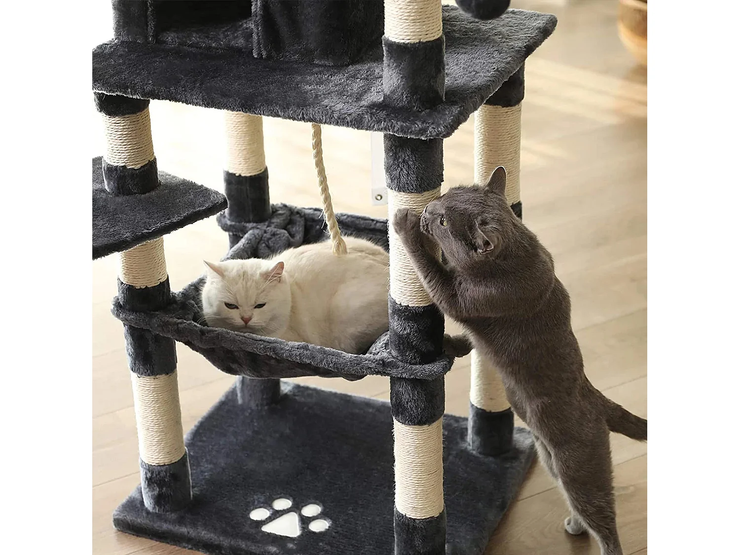 Katzenbaum Neunkirchen