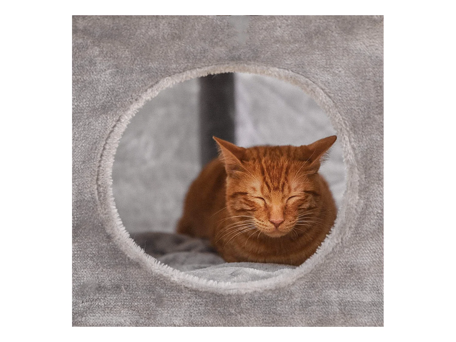 Kratzbaum Katzenbaum JungleJoy