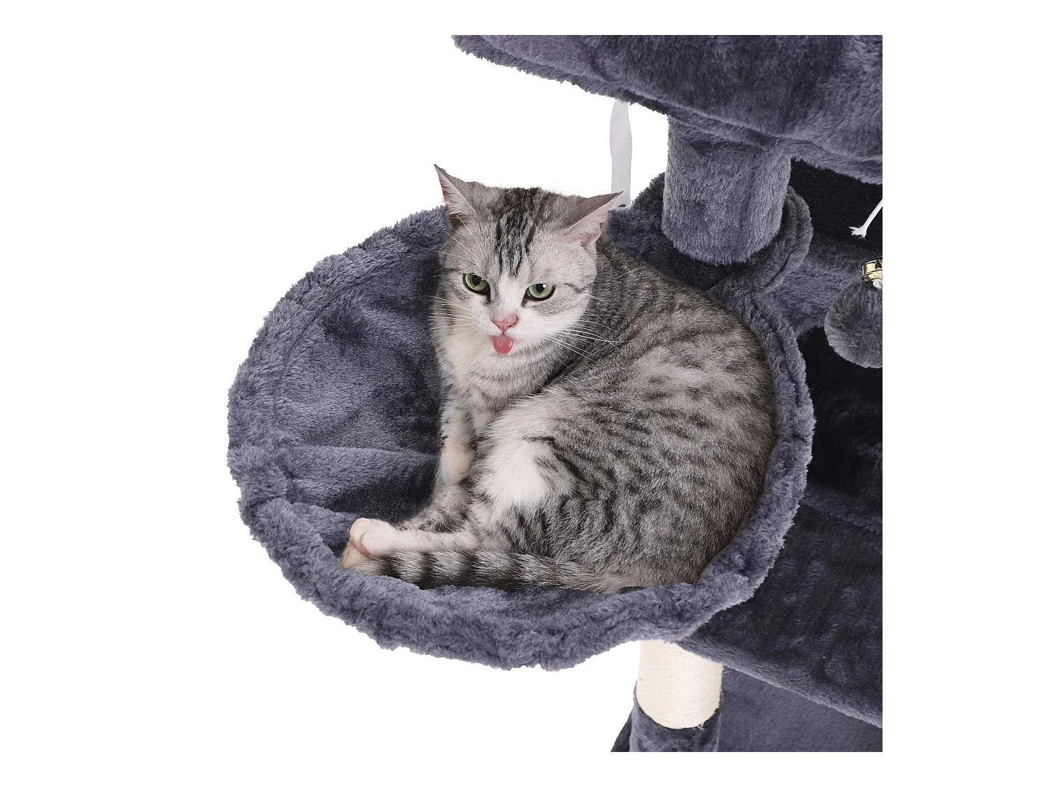 Katzenbaum Spilamberto