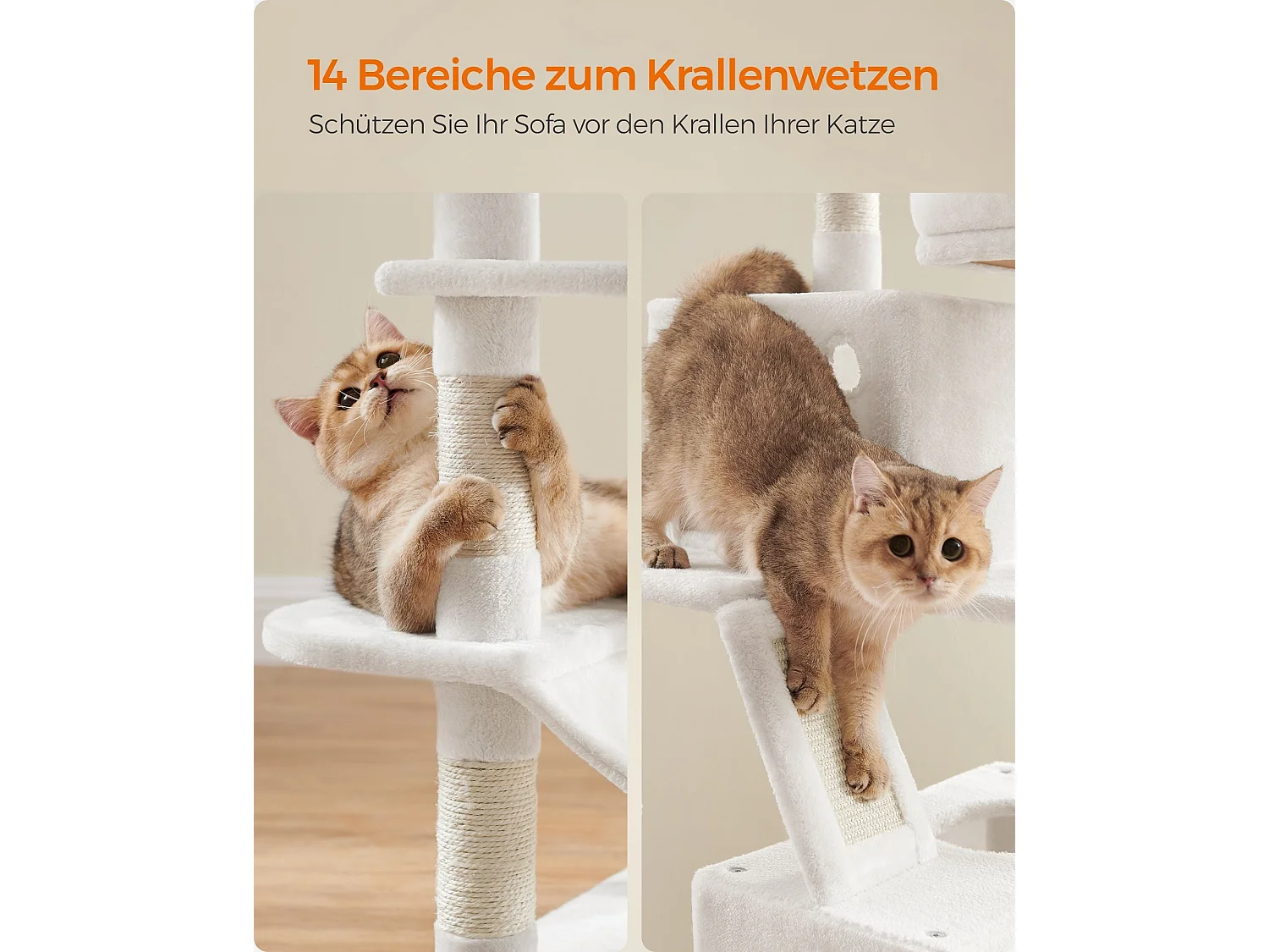 Katzenbaum Baduriatola