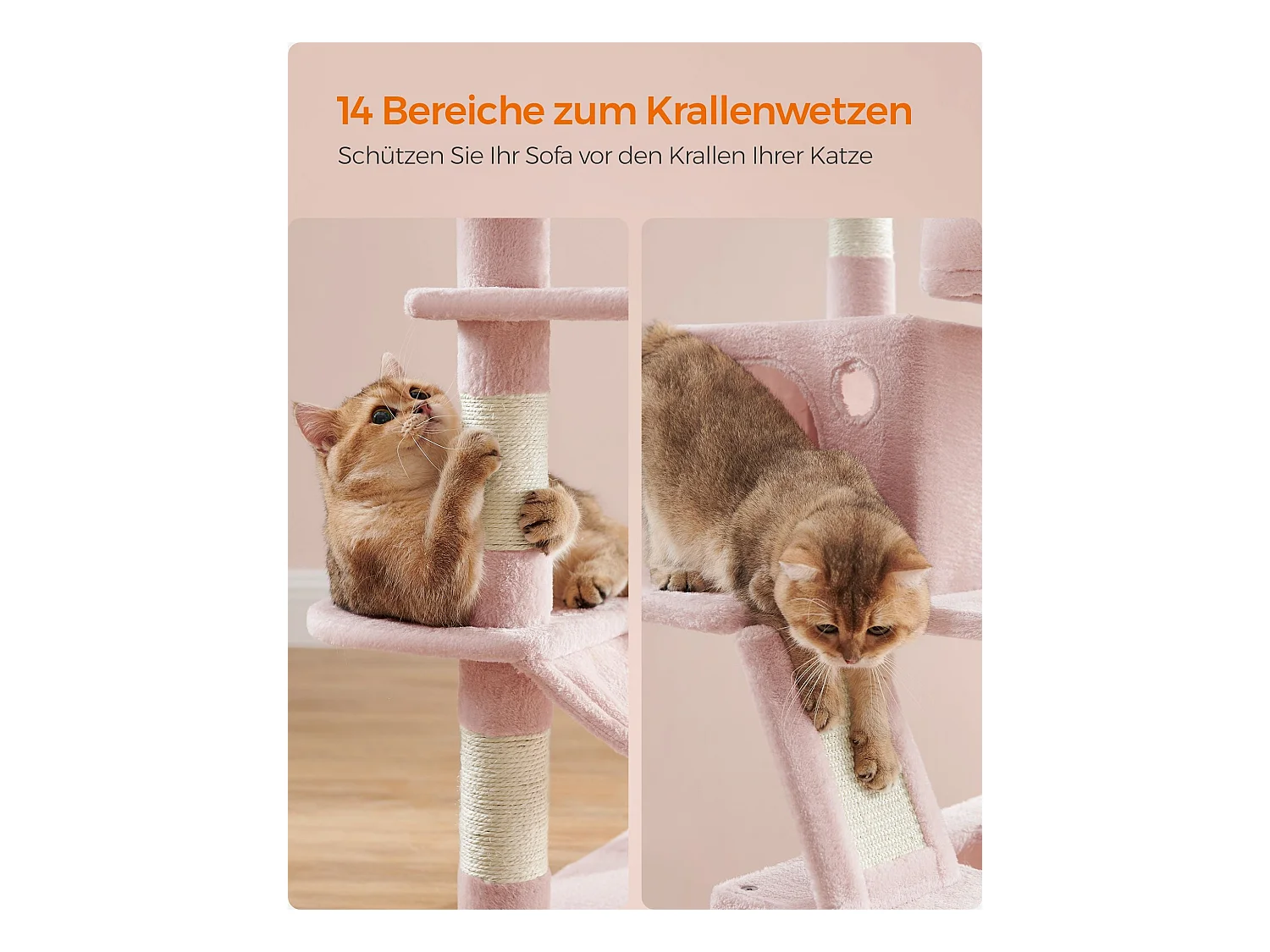 Katzenbaum Baduriatola