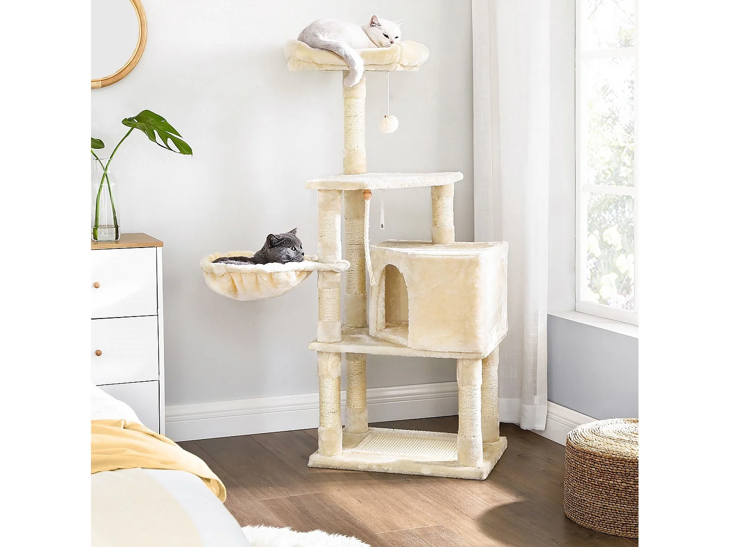 Katzenbaum Mandritsara