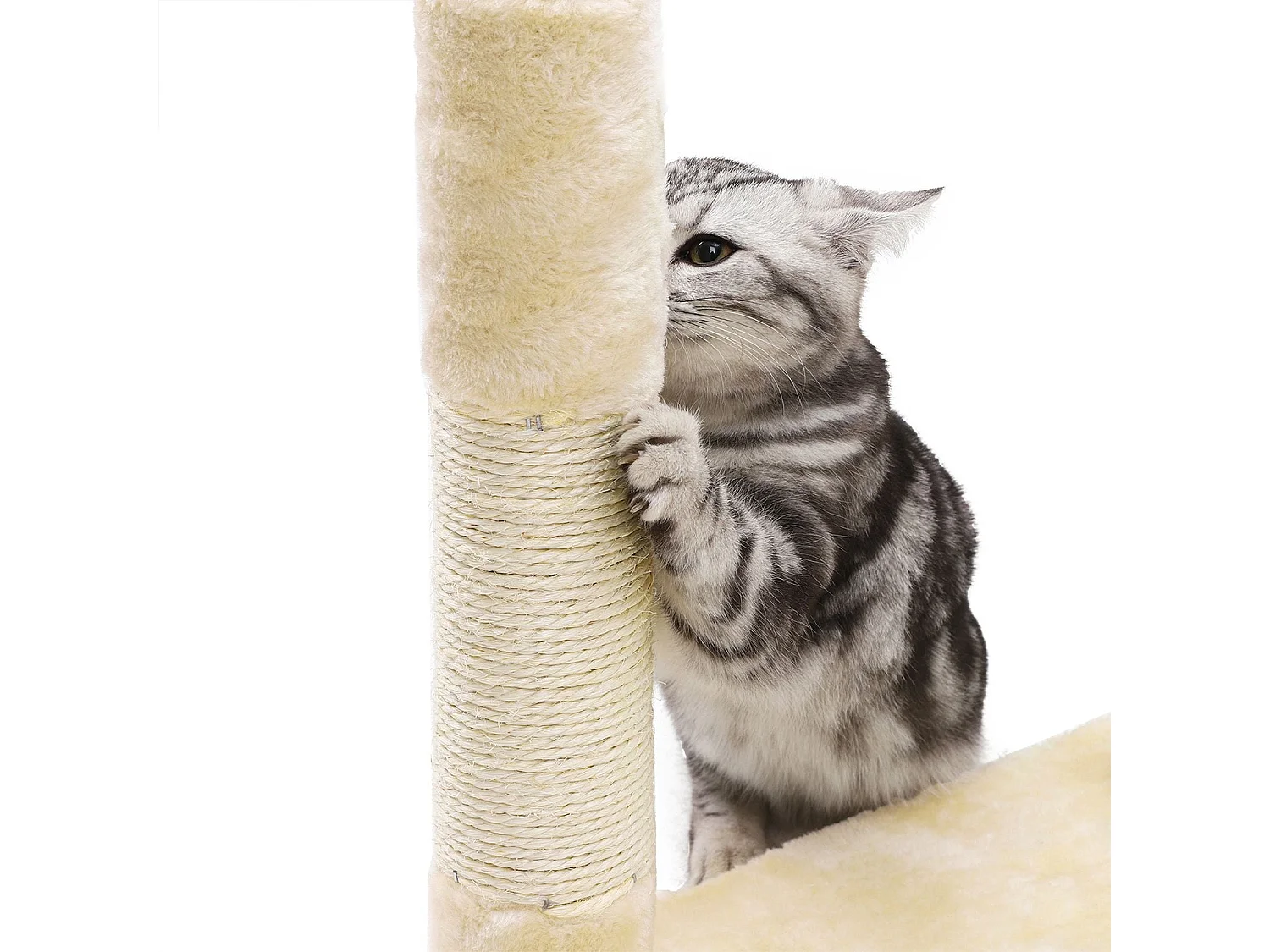 Katzenbaum Mandritsara