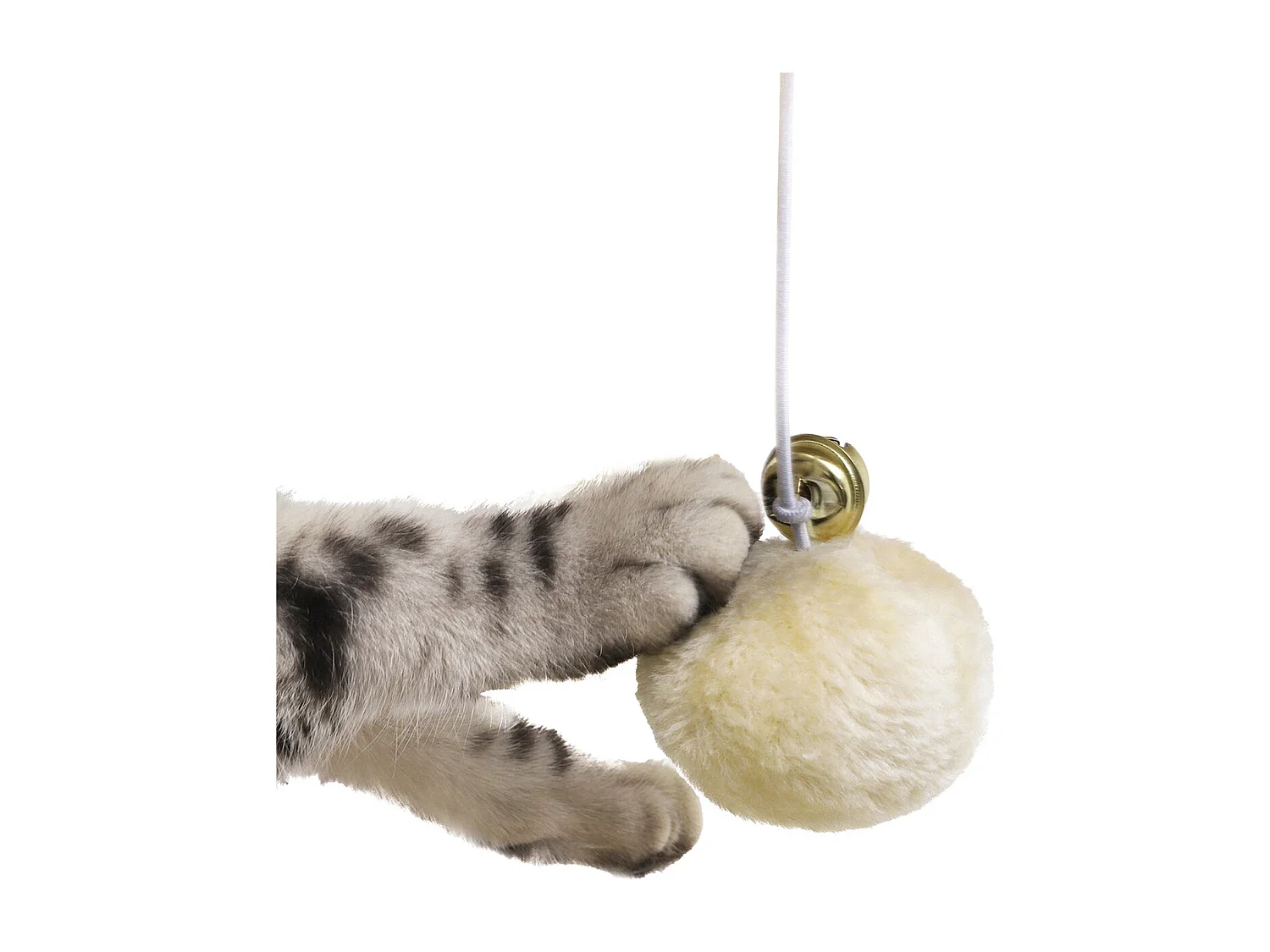 Katzenbaum Mandritsara