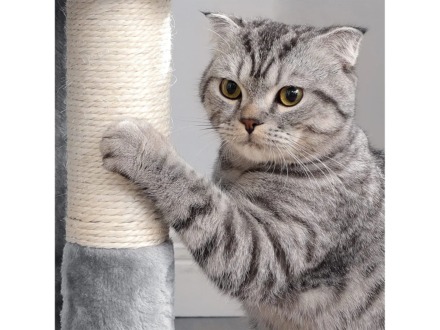 Arbre à chat Neunkirchen