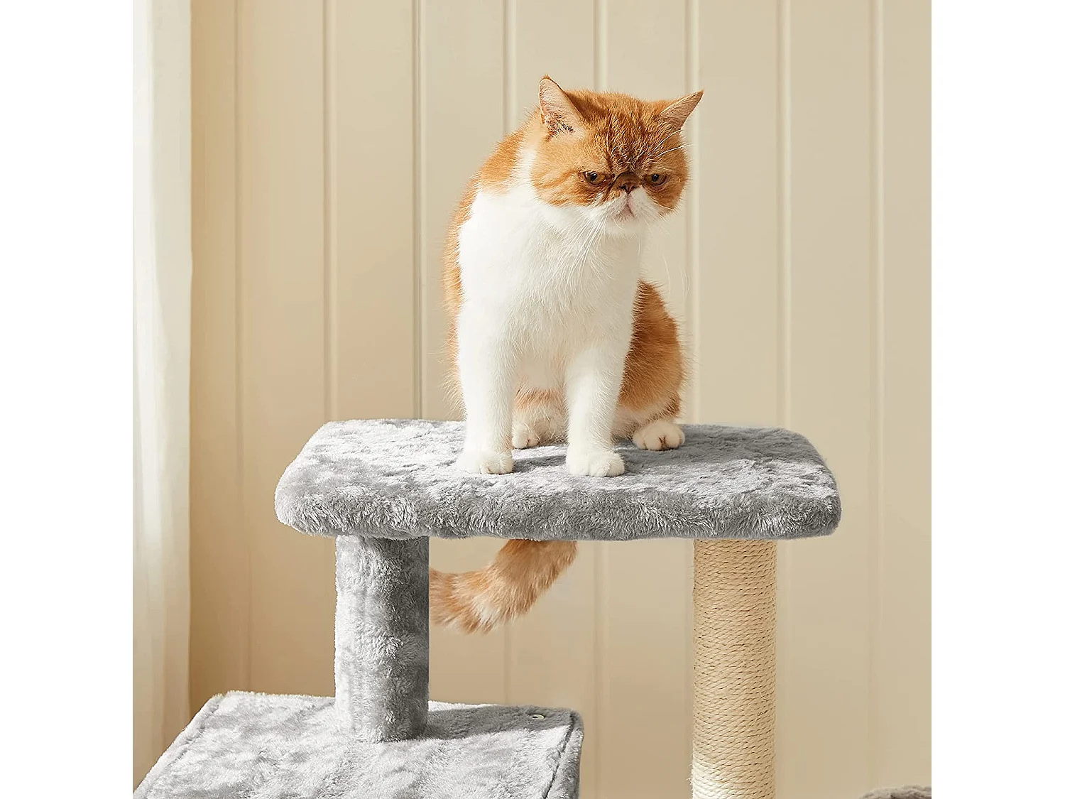 Katzenbaum Porto-Novo