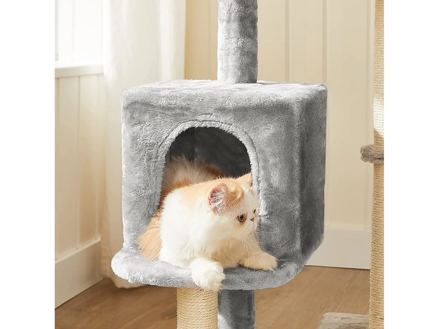 Katzenbaum Porto-Novo