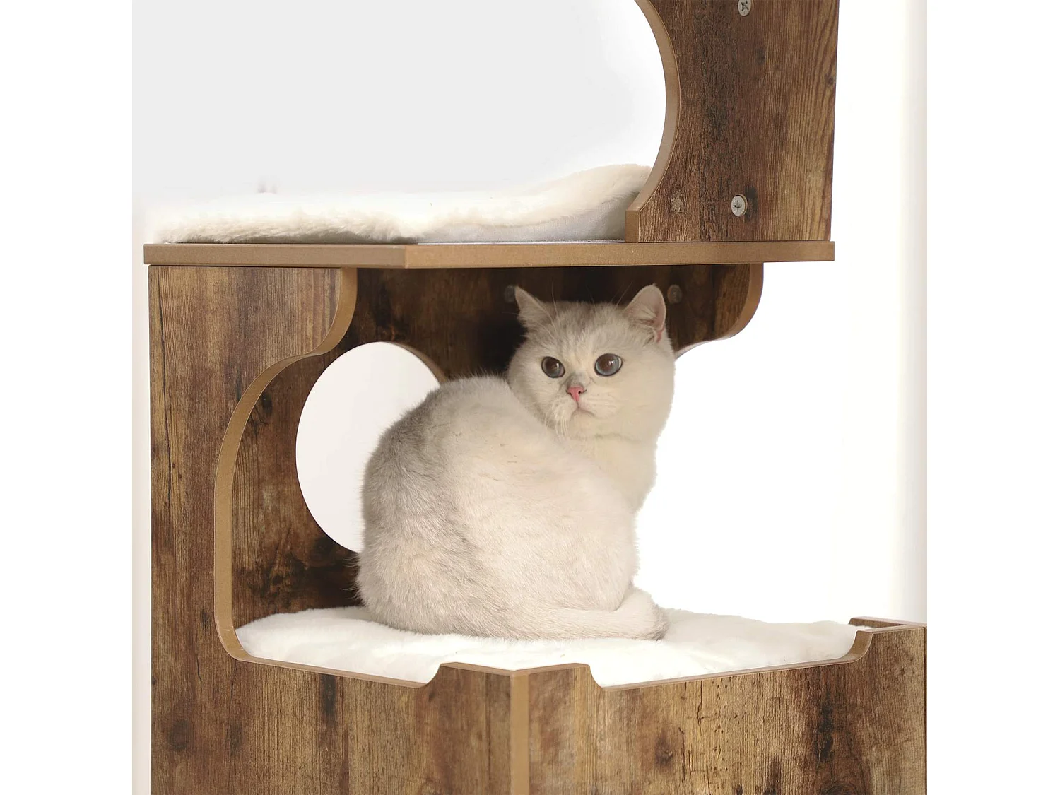 Katzenbaum Neunkirchen