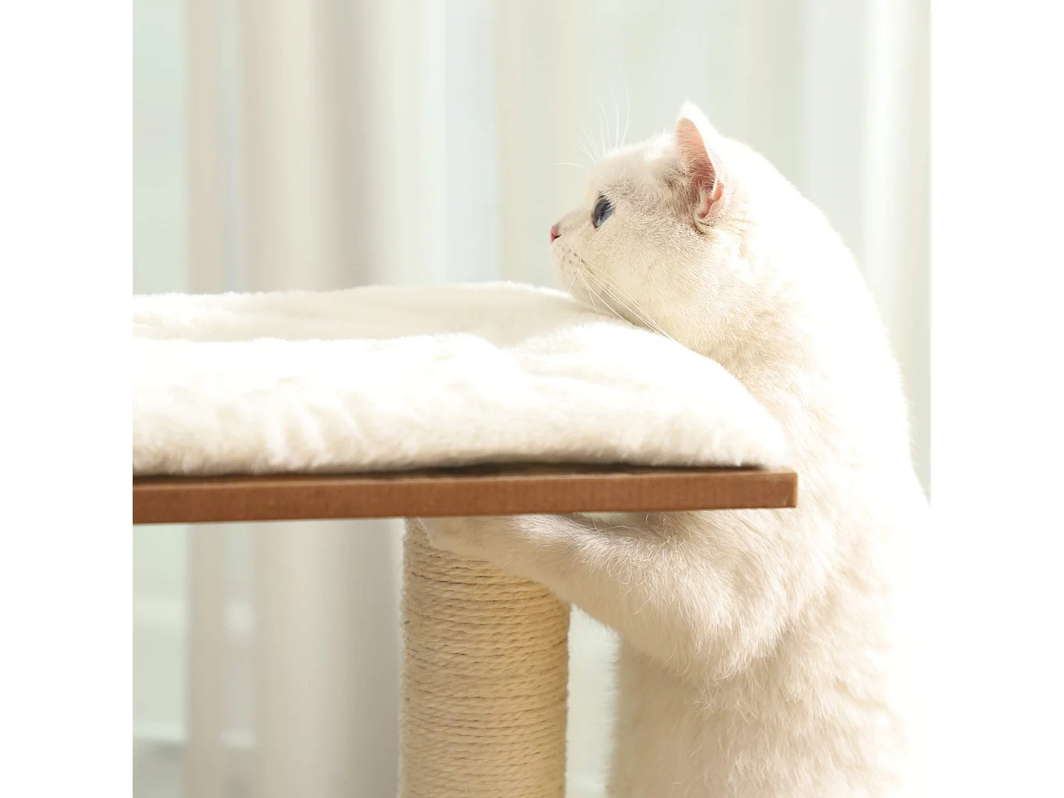 Katzenbaum Neunkirchen