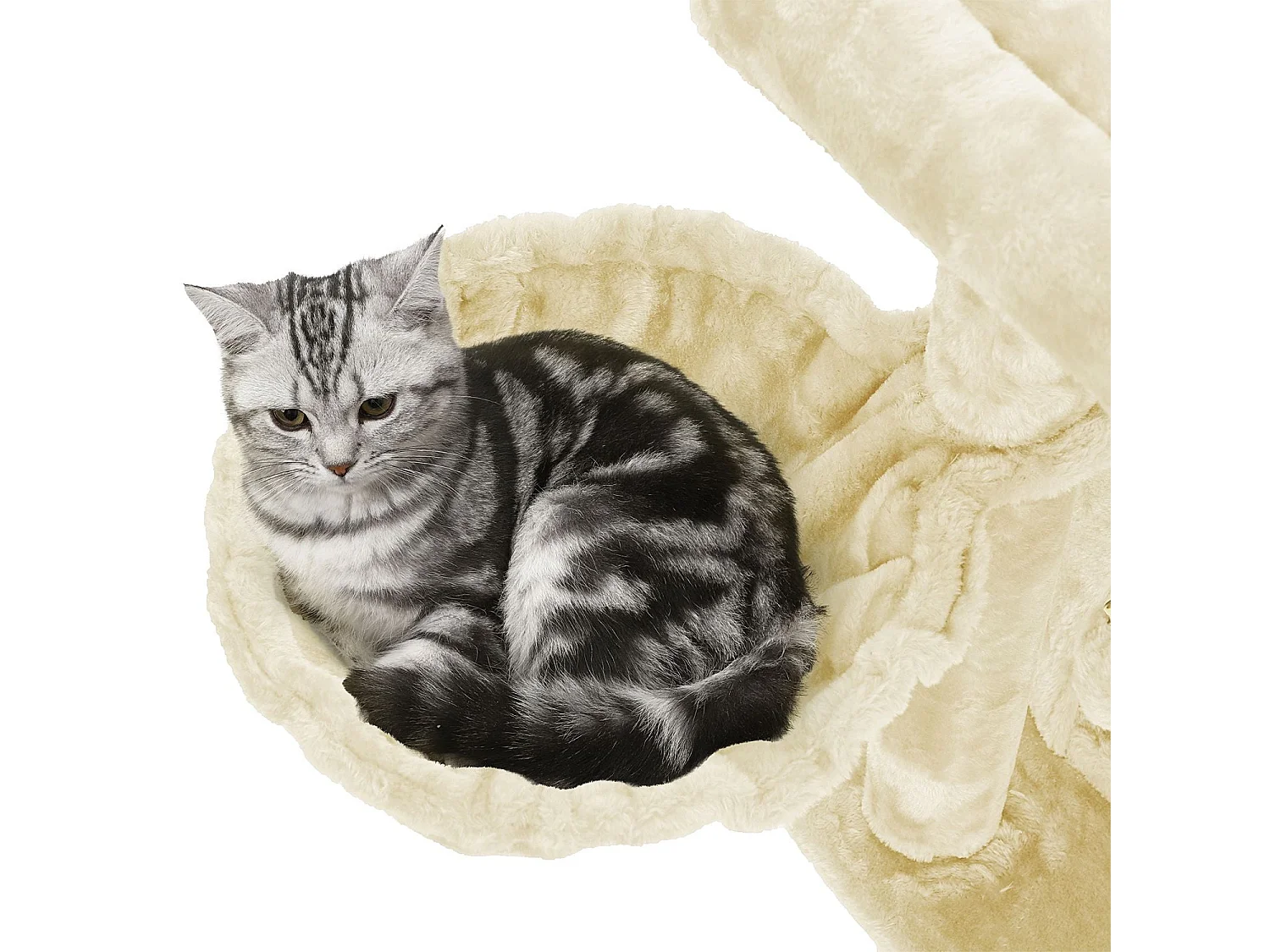 Katzenbaum Spilamberto