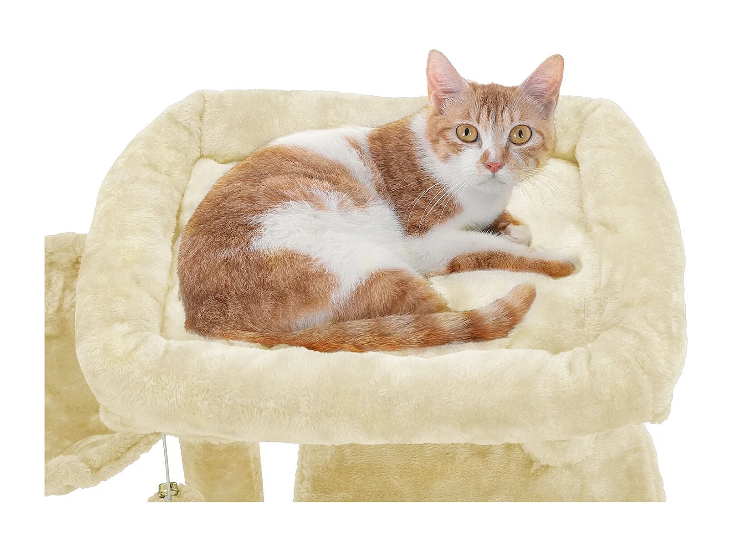 Katzenbaum Spilamberto