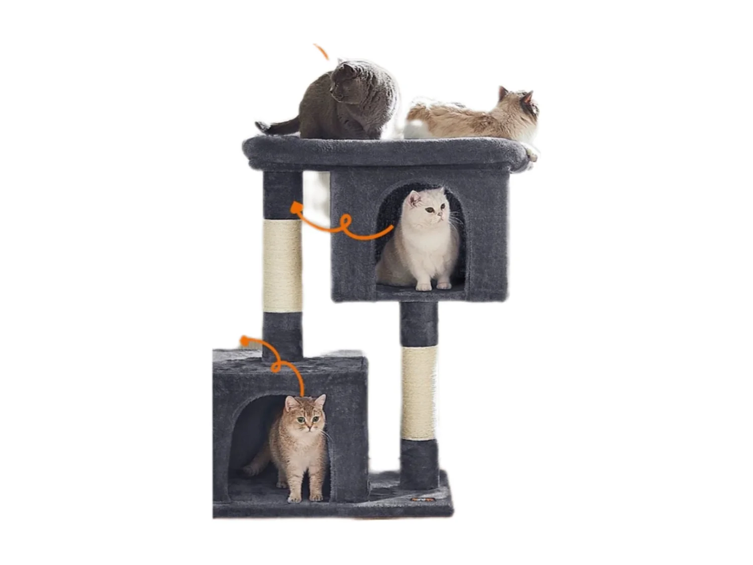 Katzenbaum Buffelshoek