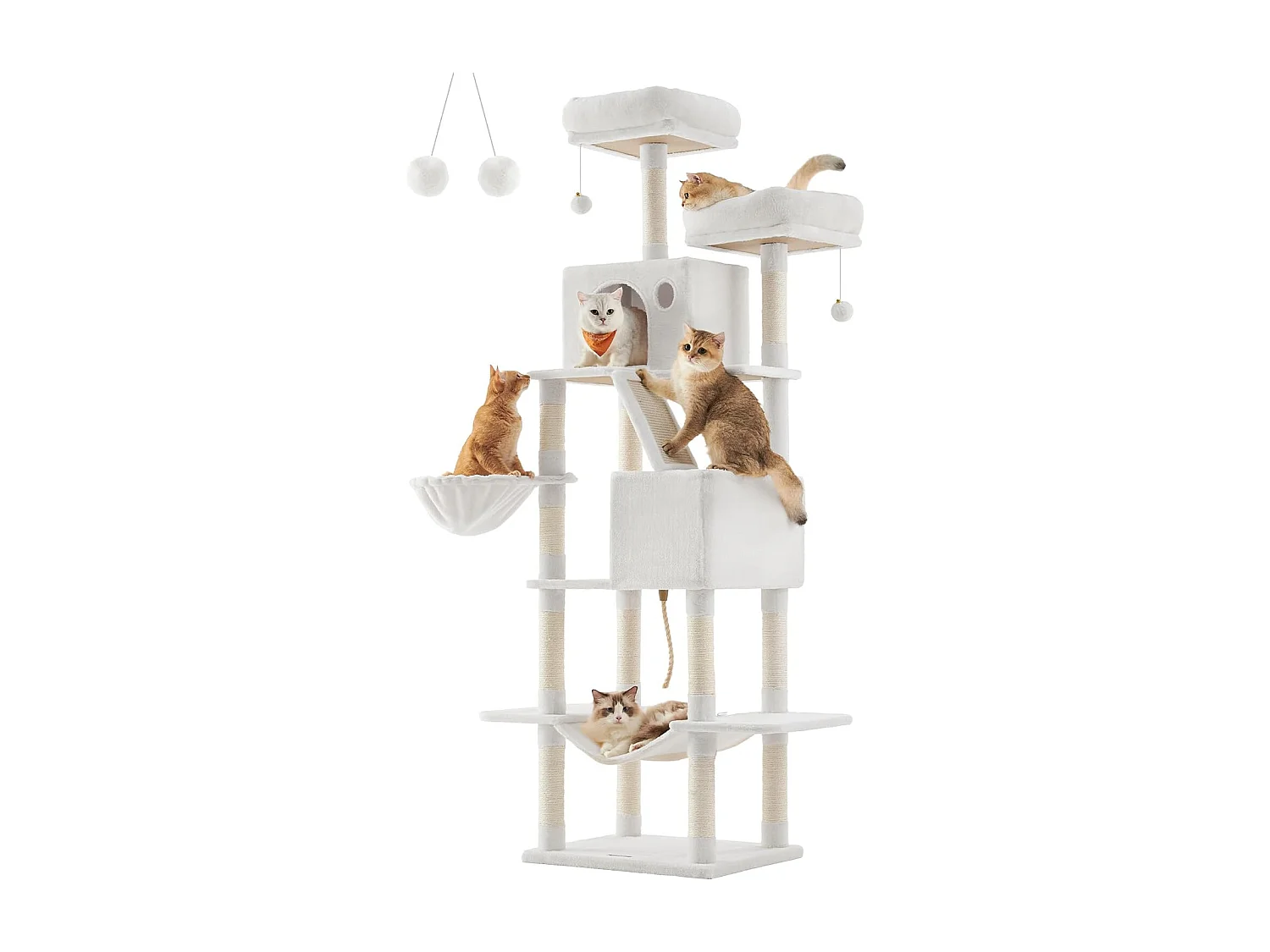 Katzenbaum Mandritsara