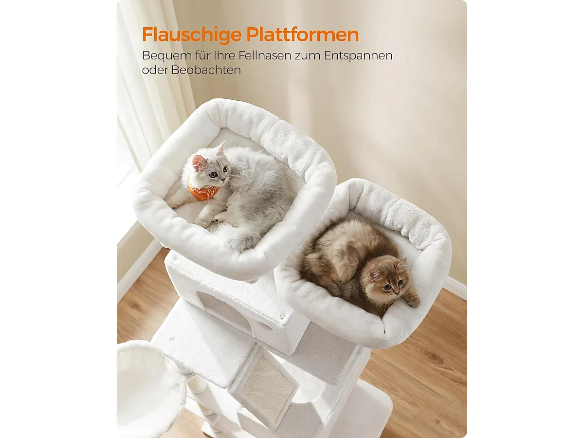 Katzenbaum Mandritsara