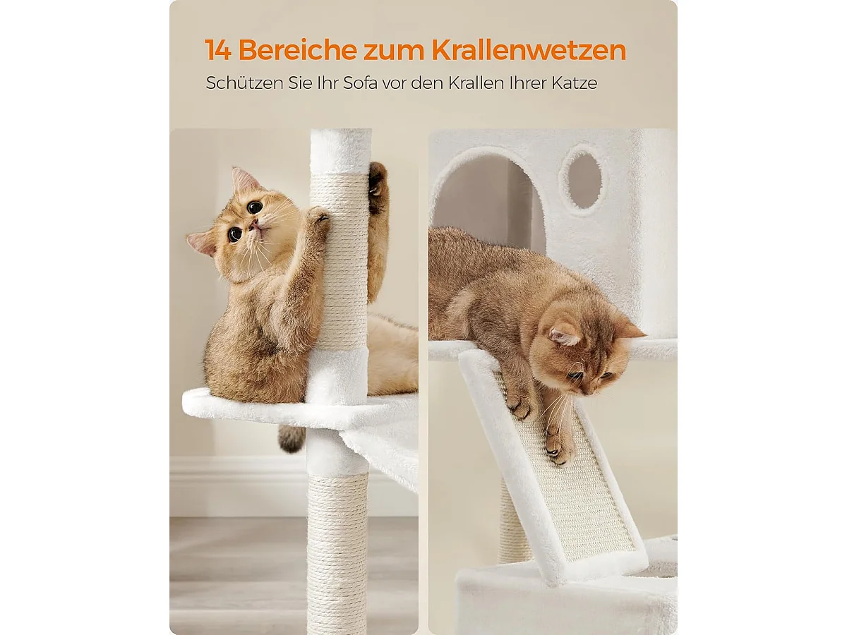 Katzenbaum Mandritsara