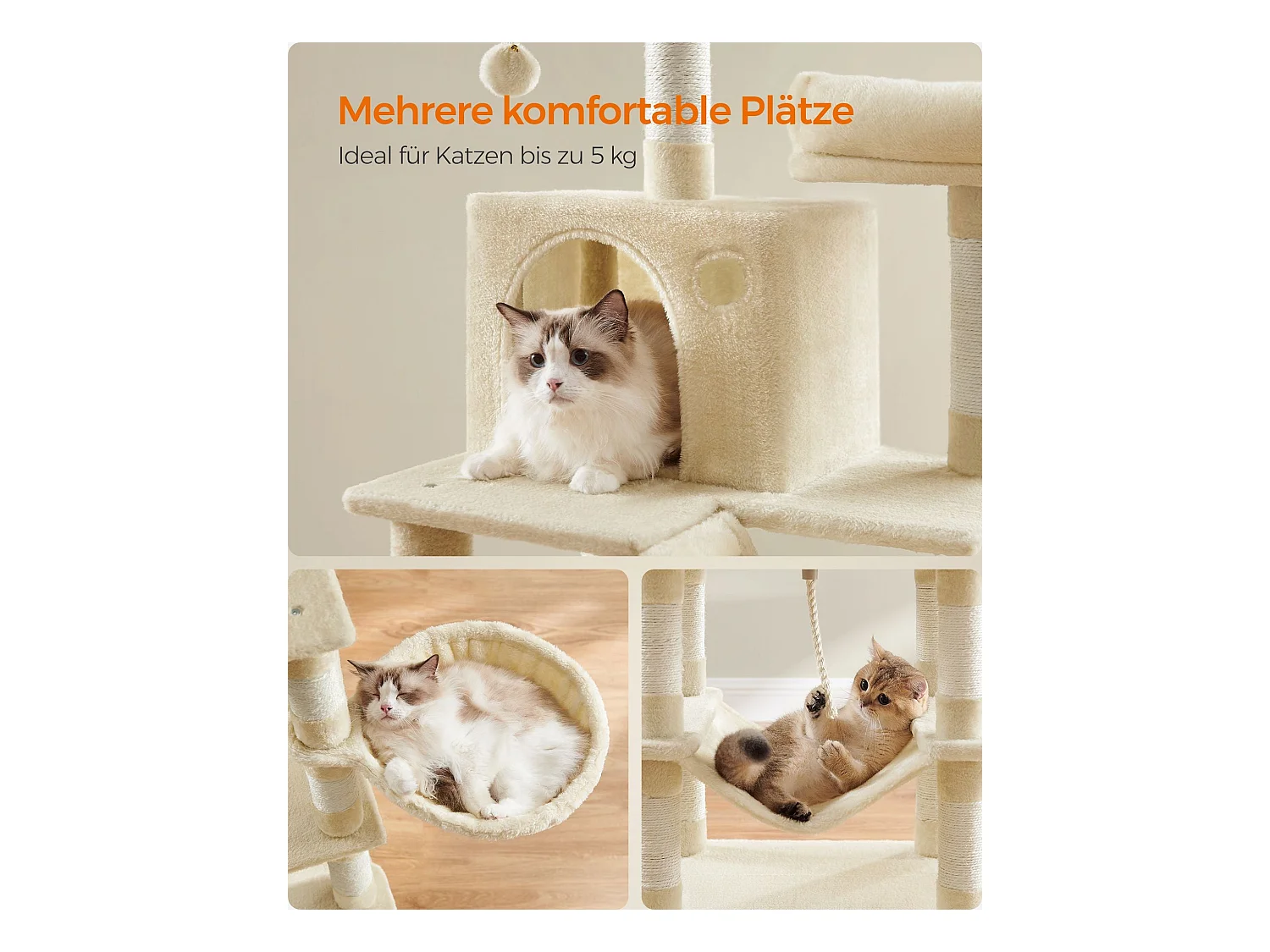 Katzenbaum Baduriatola