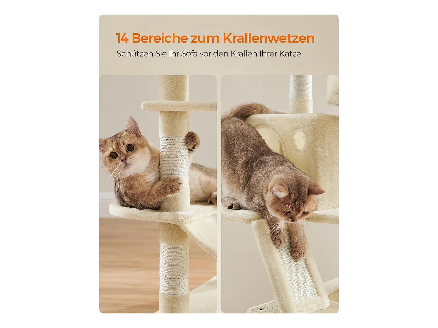 Katzenbaum Baduriatola