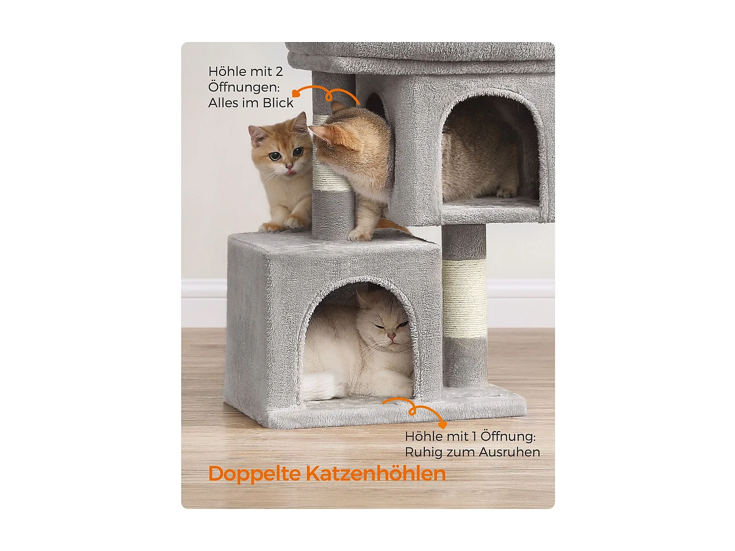 Katzenbaum Carpenedolo