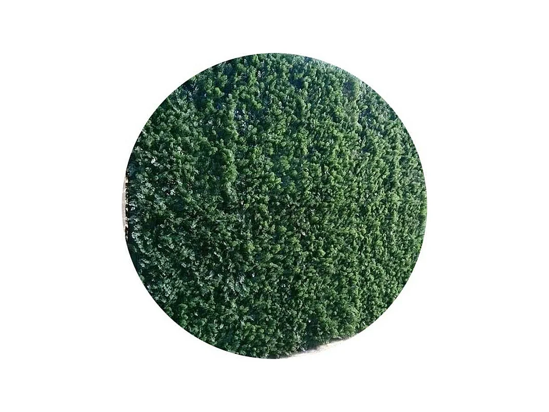 Plaques clipsables de feuillage artificiel 1m² (Lot de 4) Thuyas doré