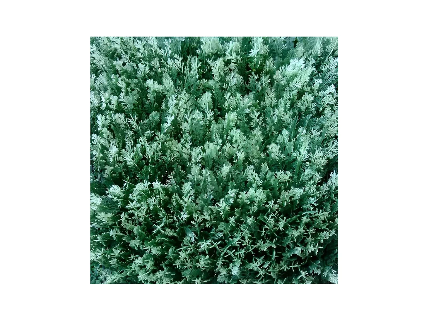 Plaques clipsables de feuillage artificiel 1m² (Lot de 4) Thuyas doré