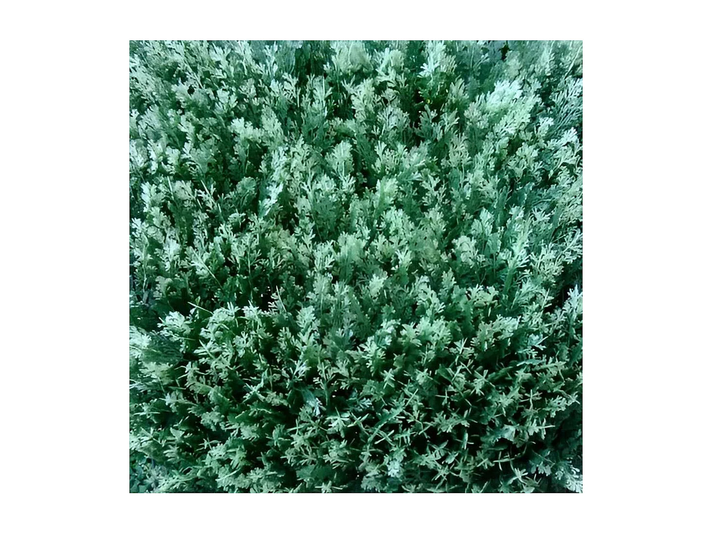 Plaques clipsables de feuillage artificiel 1m² (Lot de 4) Thuyas doré