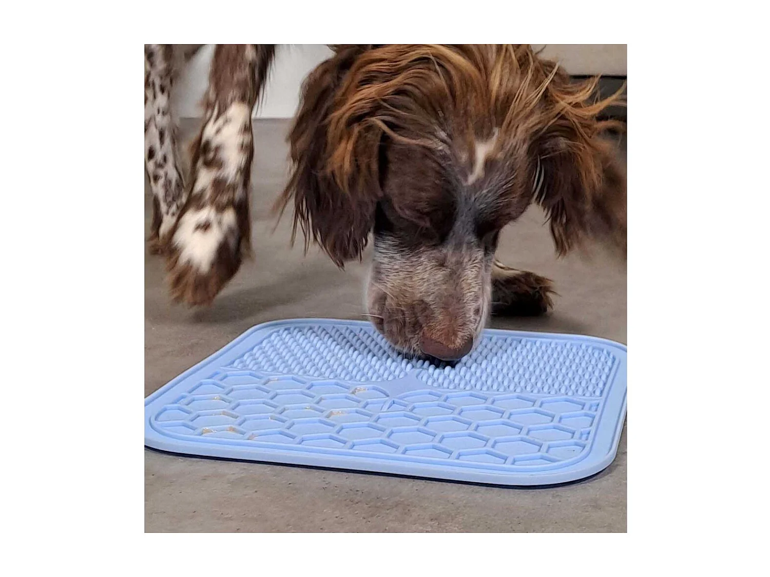 Tapis à lécher pour chien en silicone 20 x 20 cm