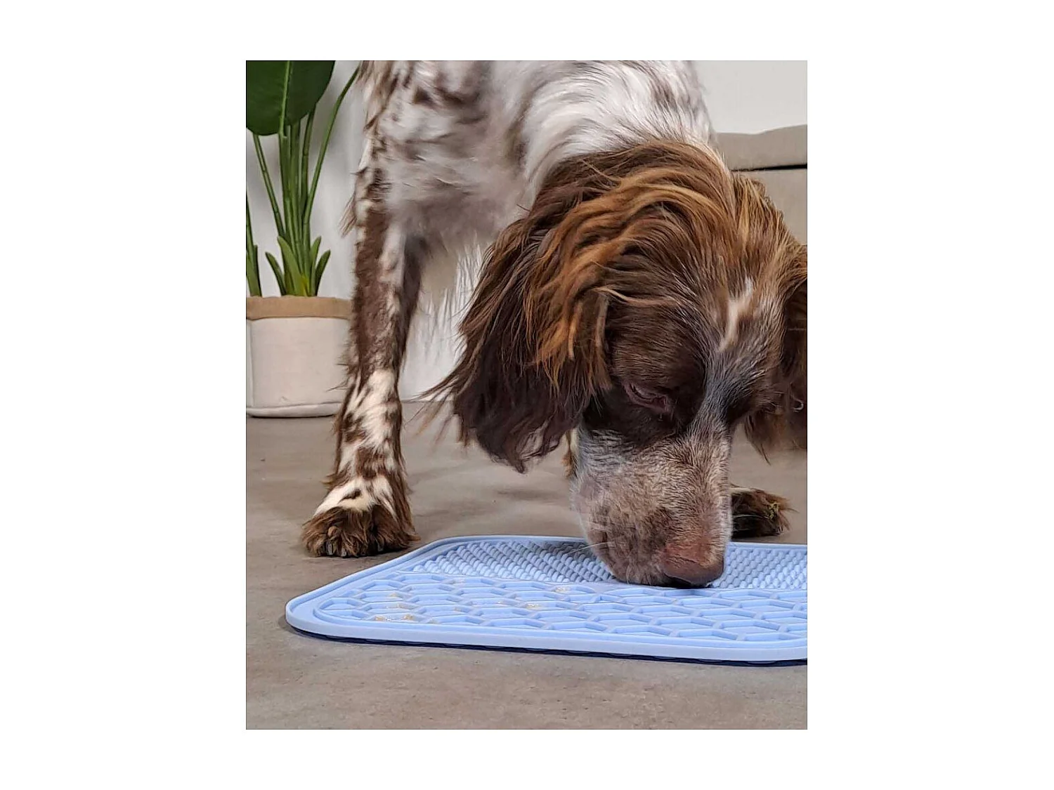 Tapis à lécher pour chien en silicone 30 x 30 cm