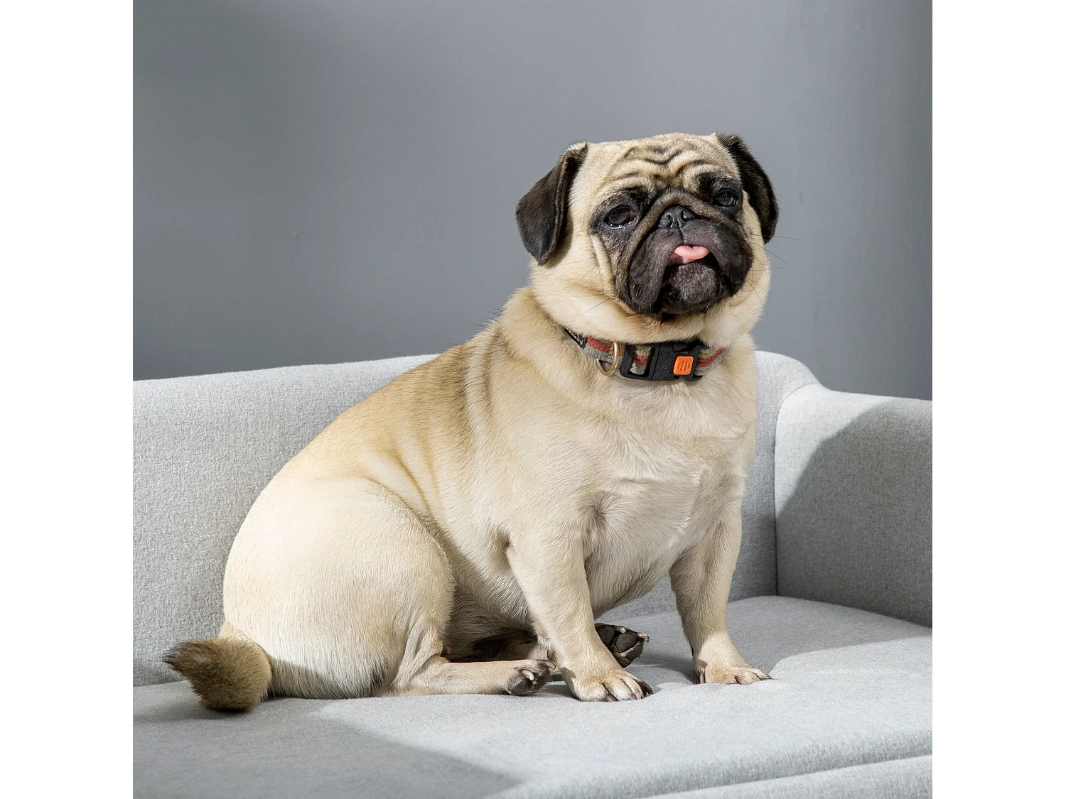 Divano per cani con Cuscino, braccioli e schienale grigio chiaro