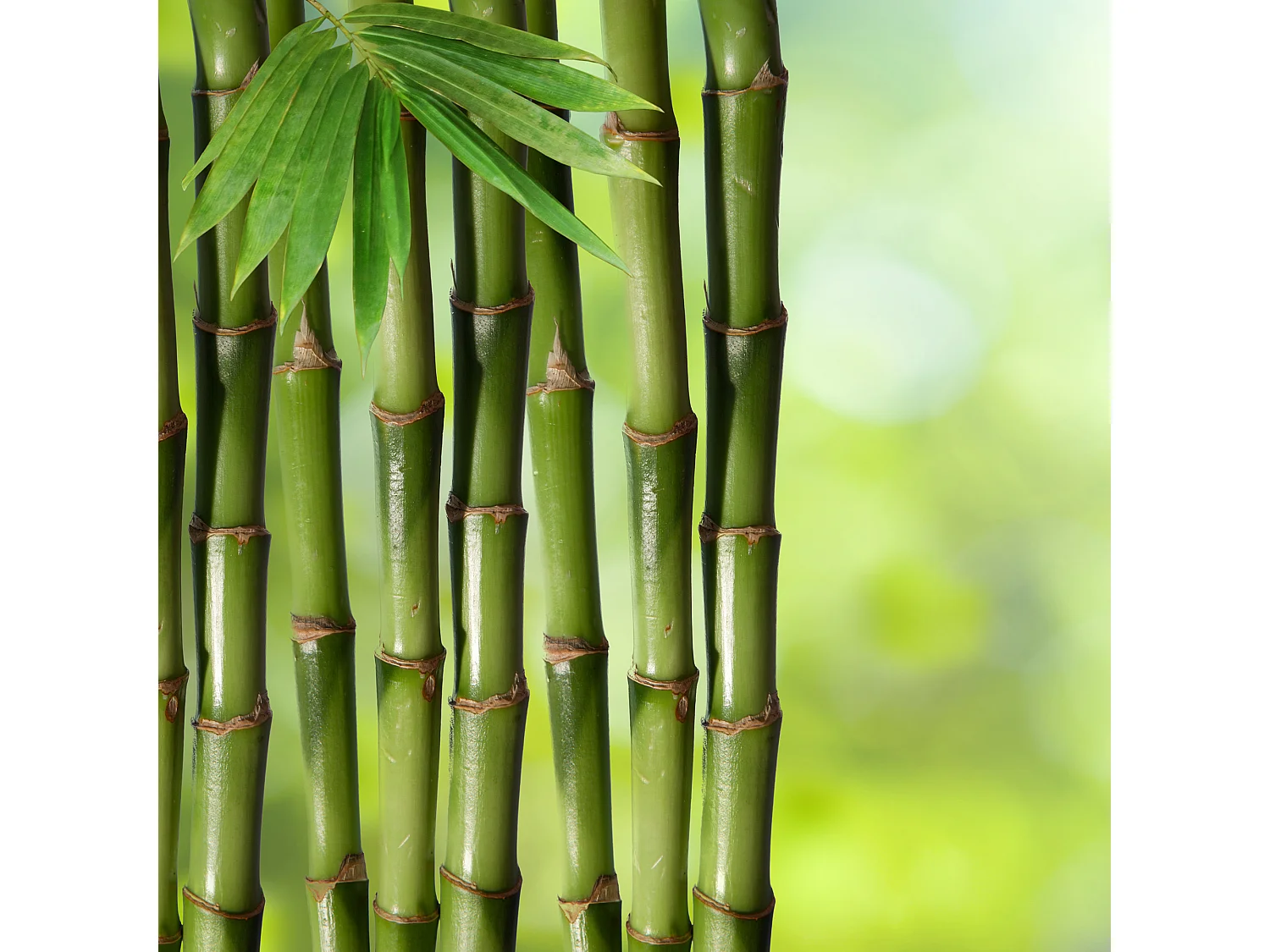 Almofada Dreamura Natura Bambu 50x70