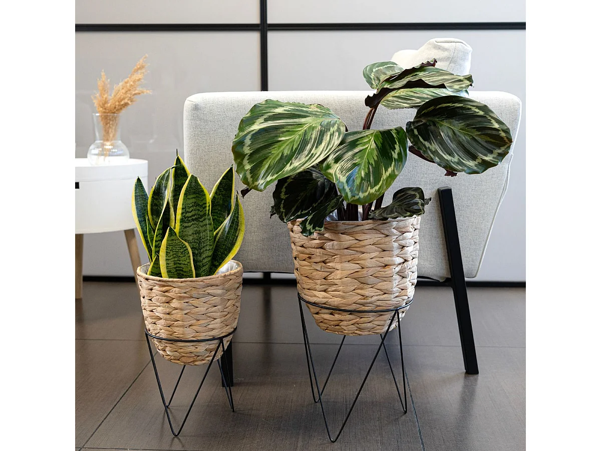 Set de 2 maceteros Jacinto MOA Vinthera natural