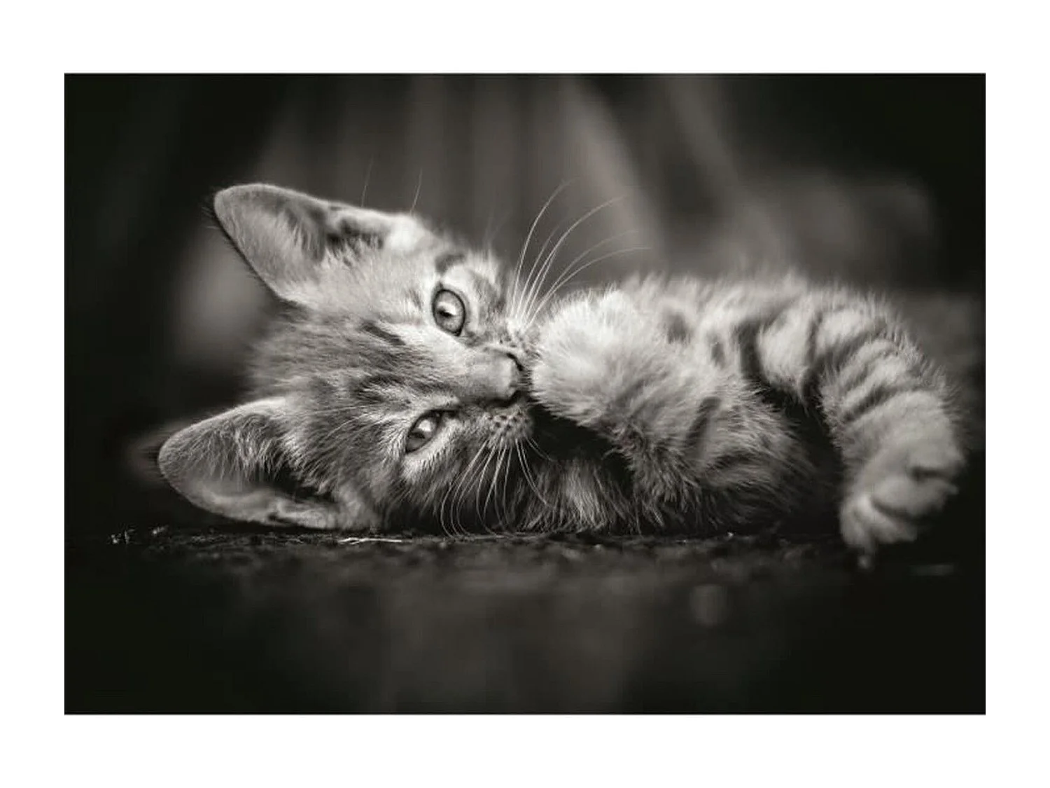 Rompecabezas Kitty, imagen de gato blanco y negro, 1000 piezas
