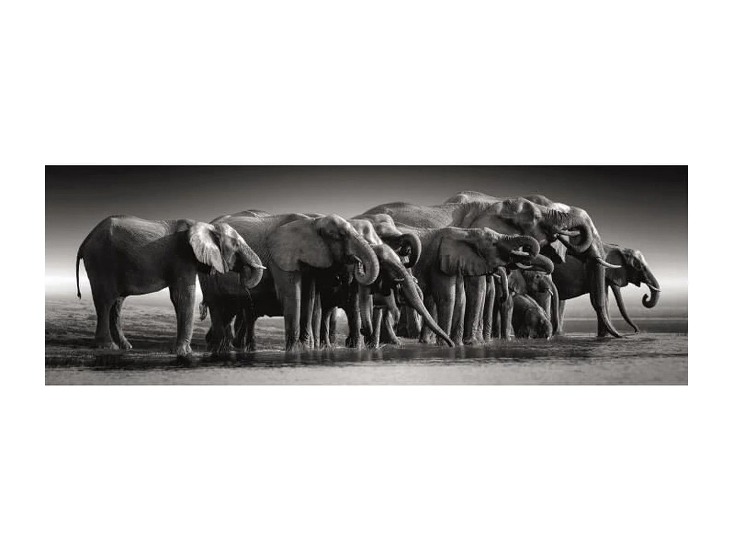 Puzzle panorámico La manada de elefantes Blanco y negro 1000 piezas