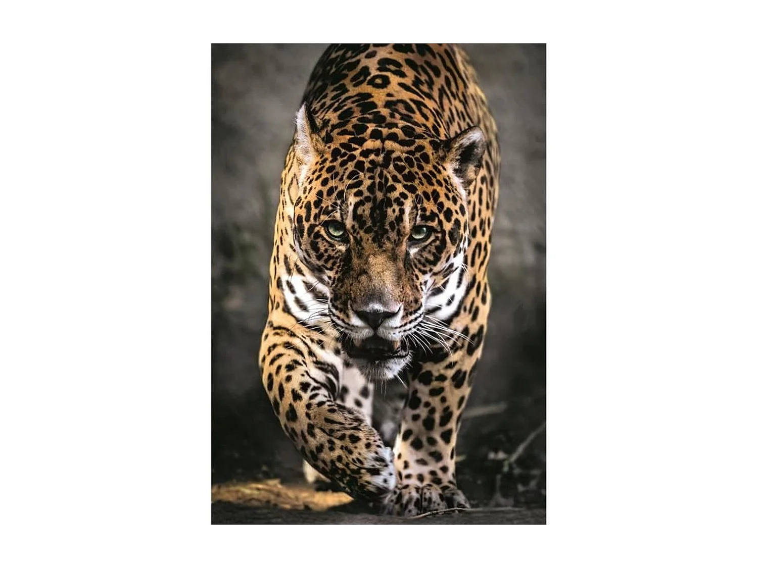 Rompecabezas Jaguar March de 1000 piezas