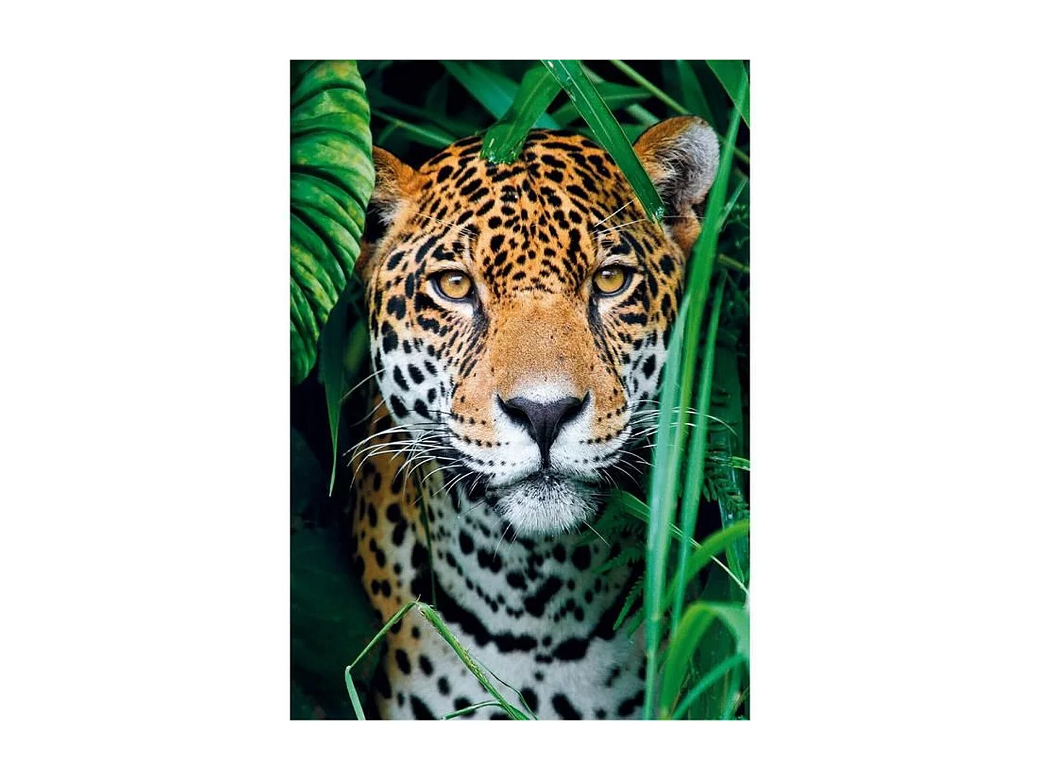 Quebra-cabeça Clementoni 500 peças Jaguar na selva - Multicolorido, formato horizontal 49x36 cm, a partir de 10 anos