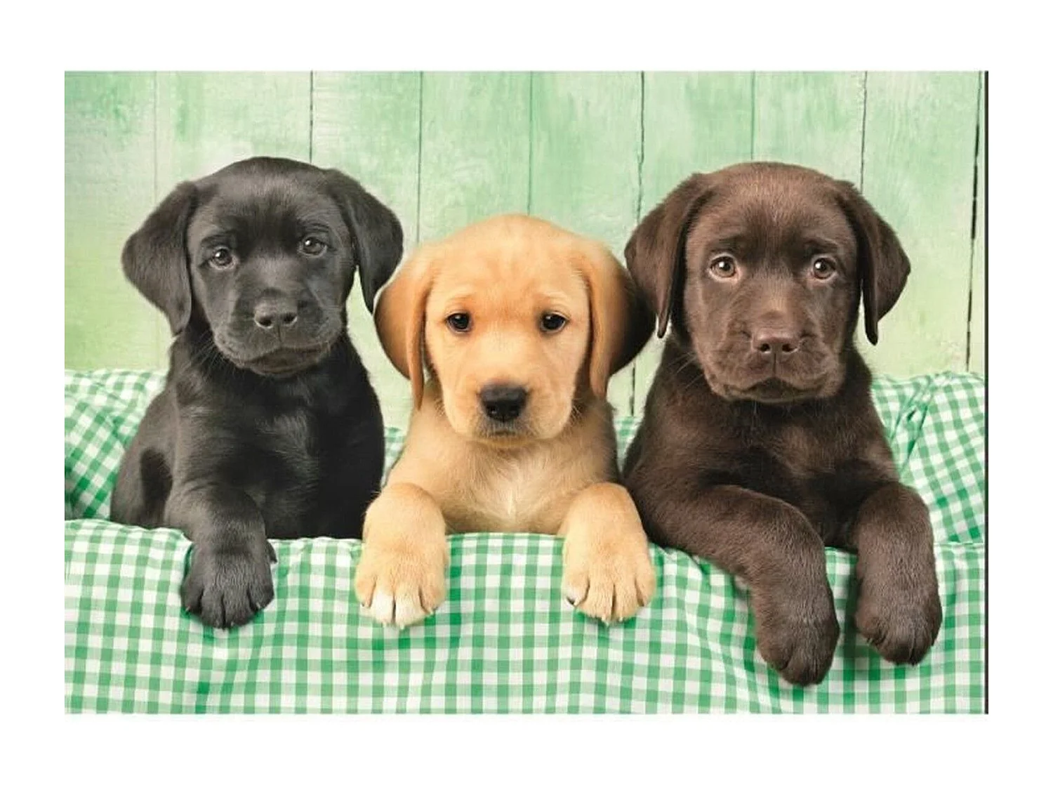 Puzzle Trois labradors 1000 pièces